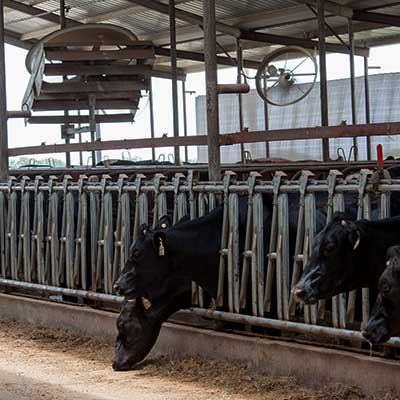 How Dairy Farmers Keep Cows Cool in Hot Weather | U.S. Dairy