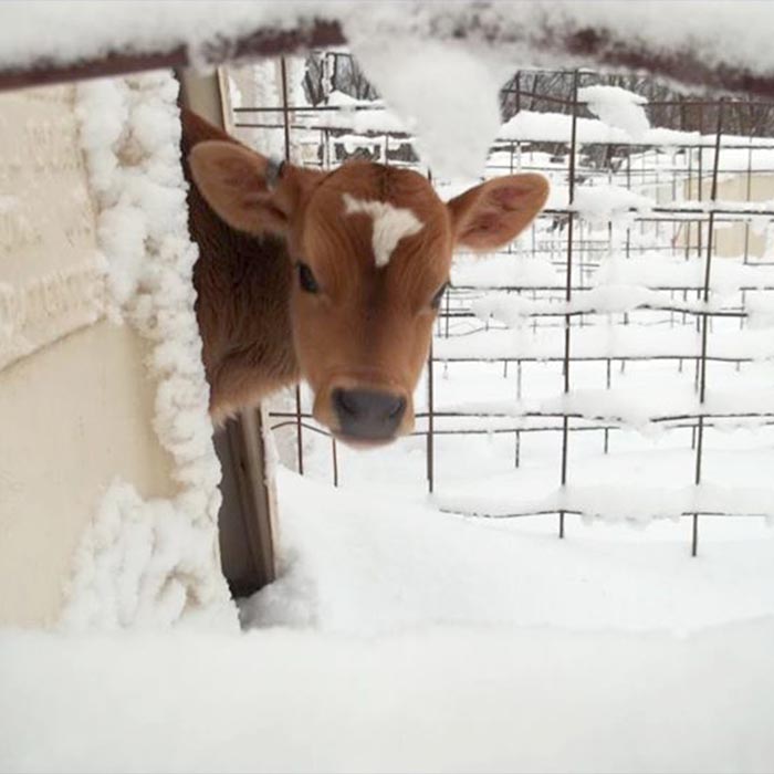 Where Do Cows Stay In Winter