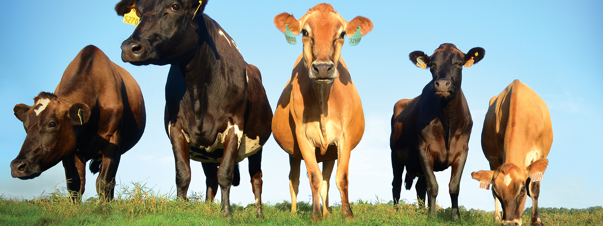 Dairy Cow Facts: Fun Facts About Dairy Cows | U.S. Dairy