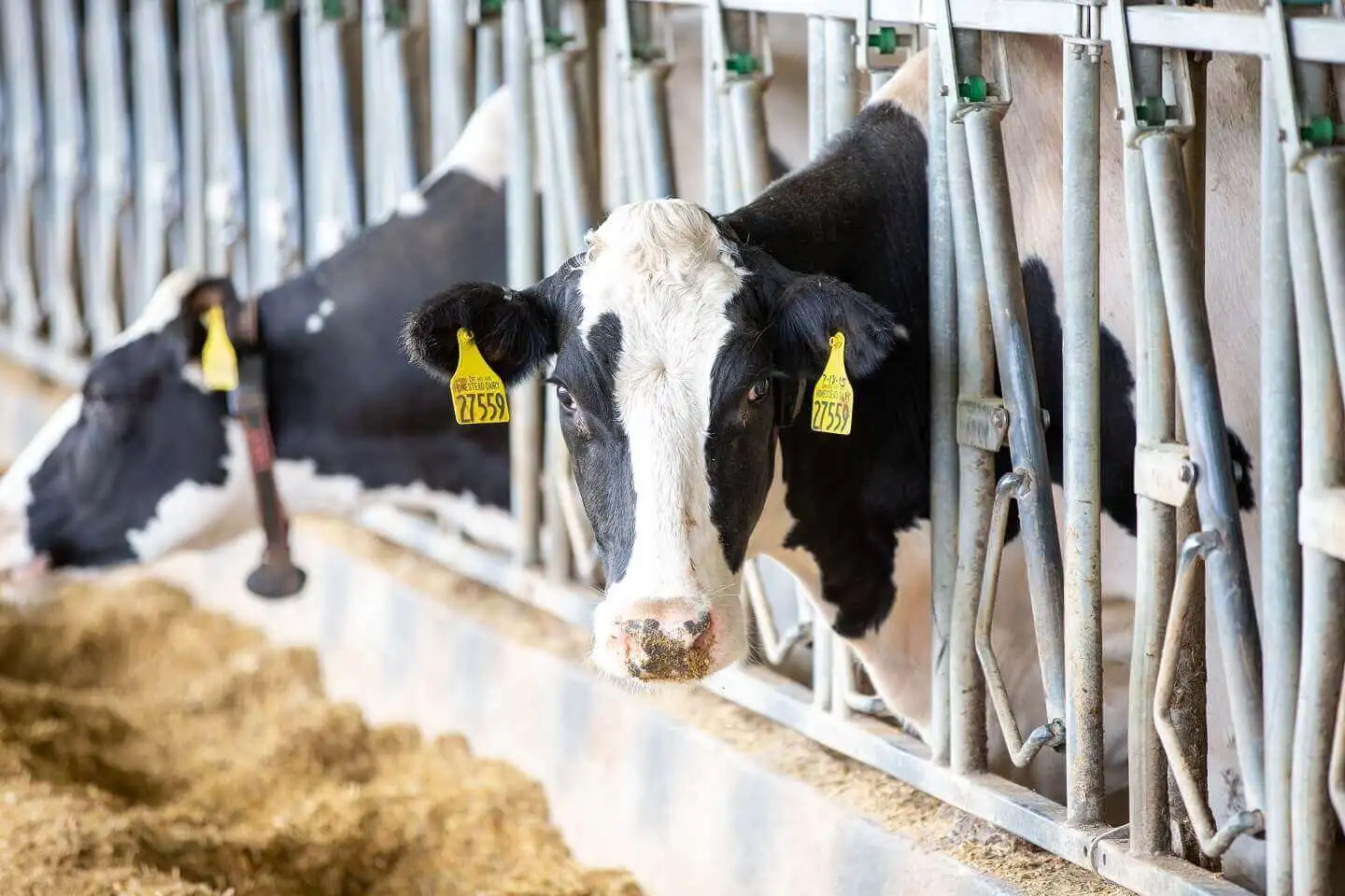 Why the World Is Better With Dairy Cows | U.S. Dairy